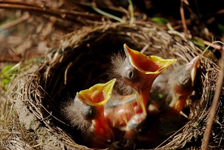 nest jonge vogeltjes 328
